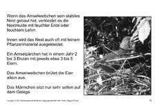 Bilderbuch-Amsel-SW-14.pdf